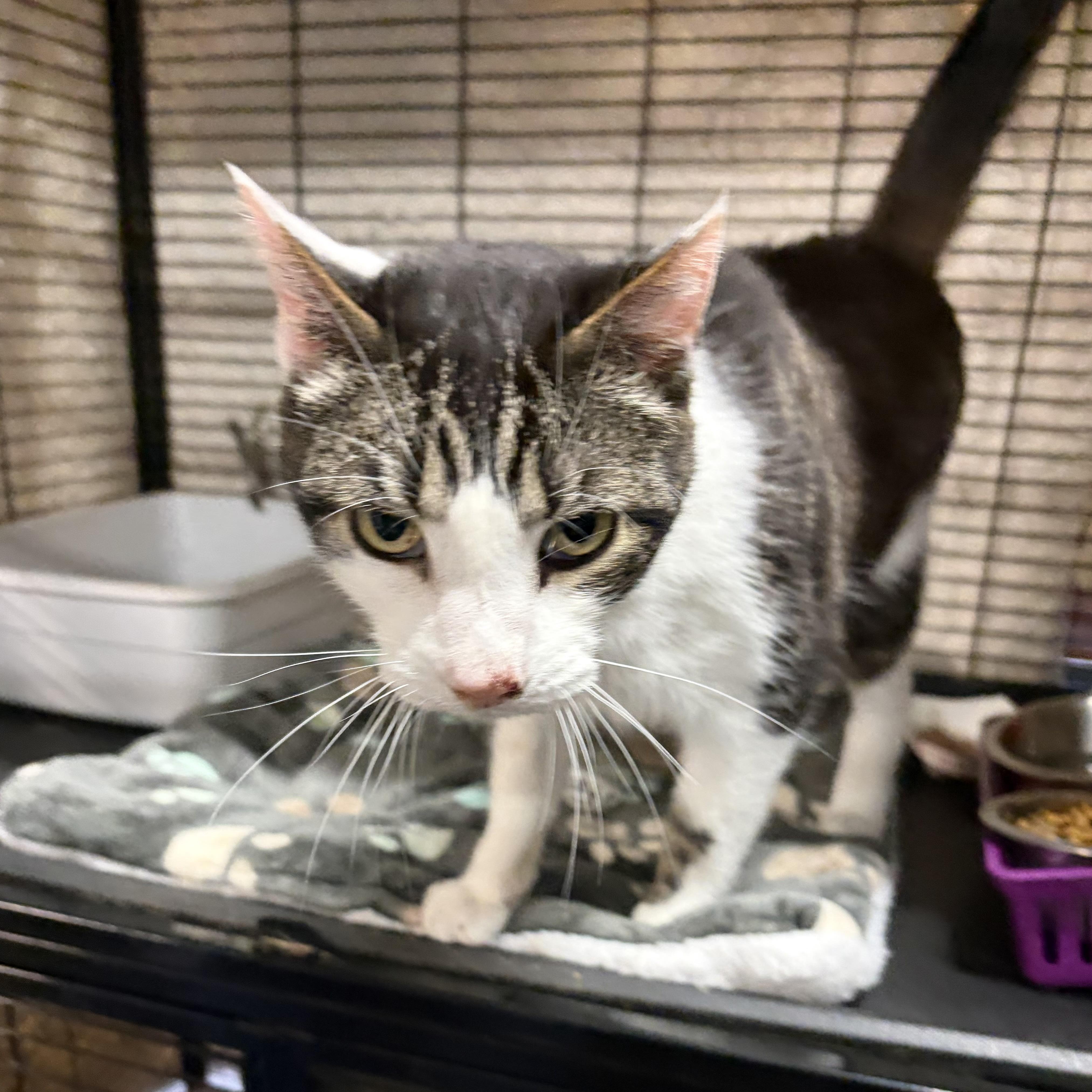 Enlarge Purrlock Holmes, a Adoptable Domestic Short Hair in Cortland, NY image 3/3