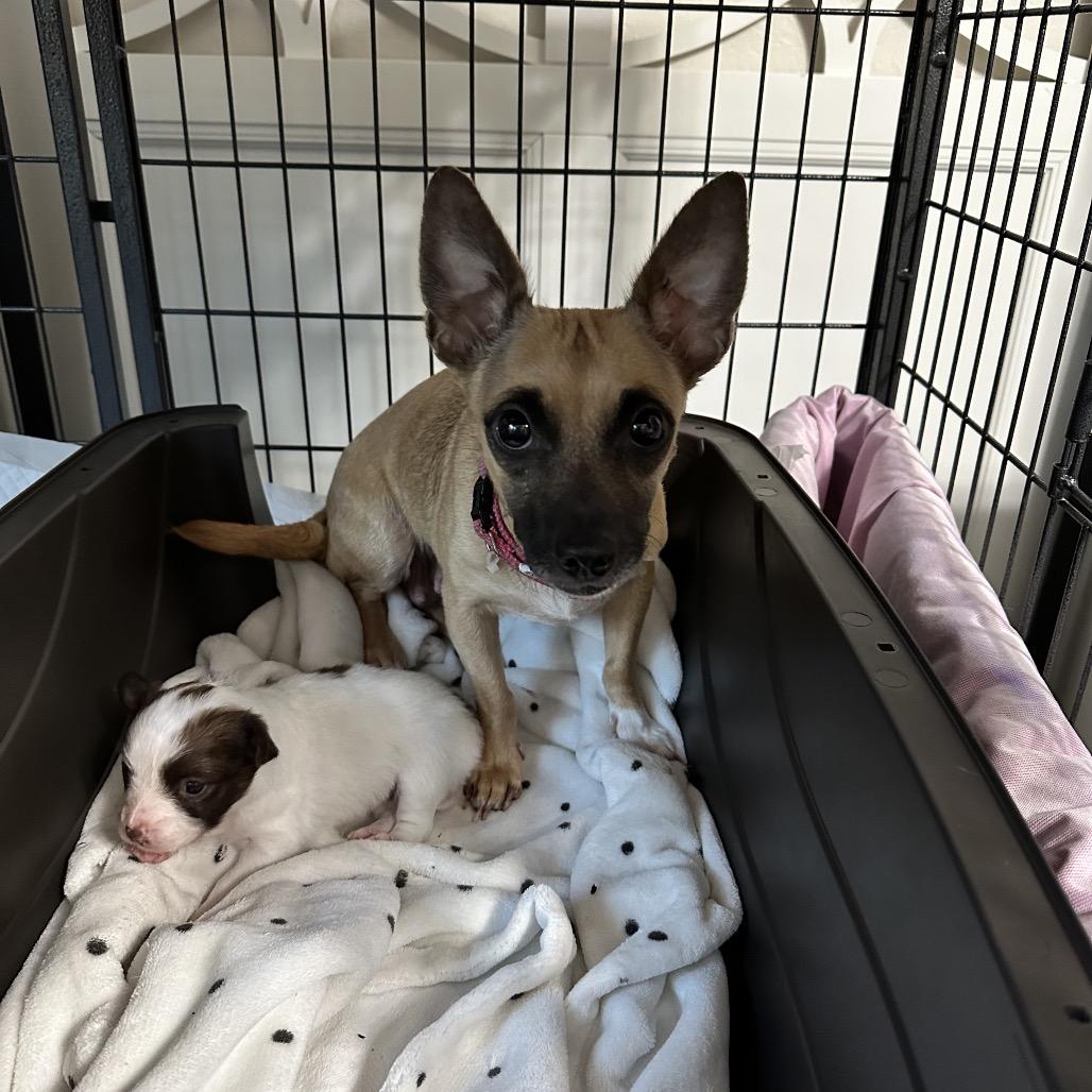 Trixie (Mama), Adoptable, Adult Female Chihuahua & Mixed Breed.