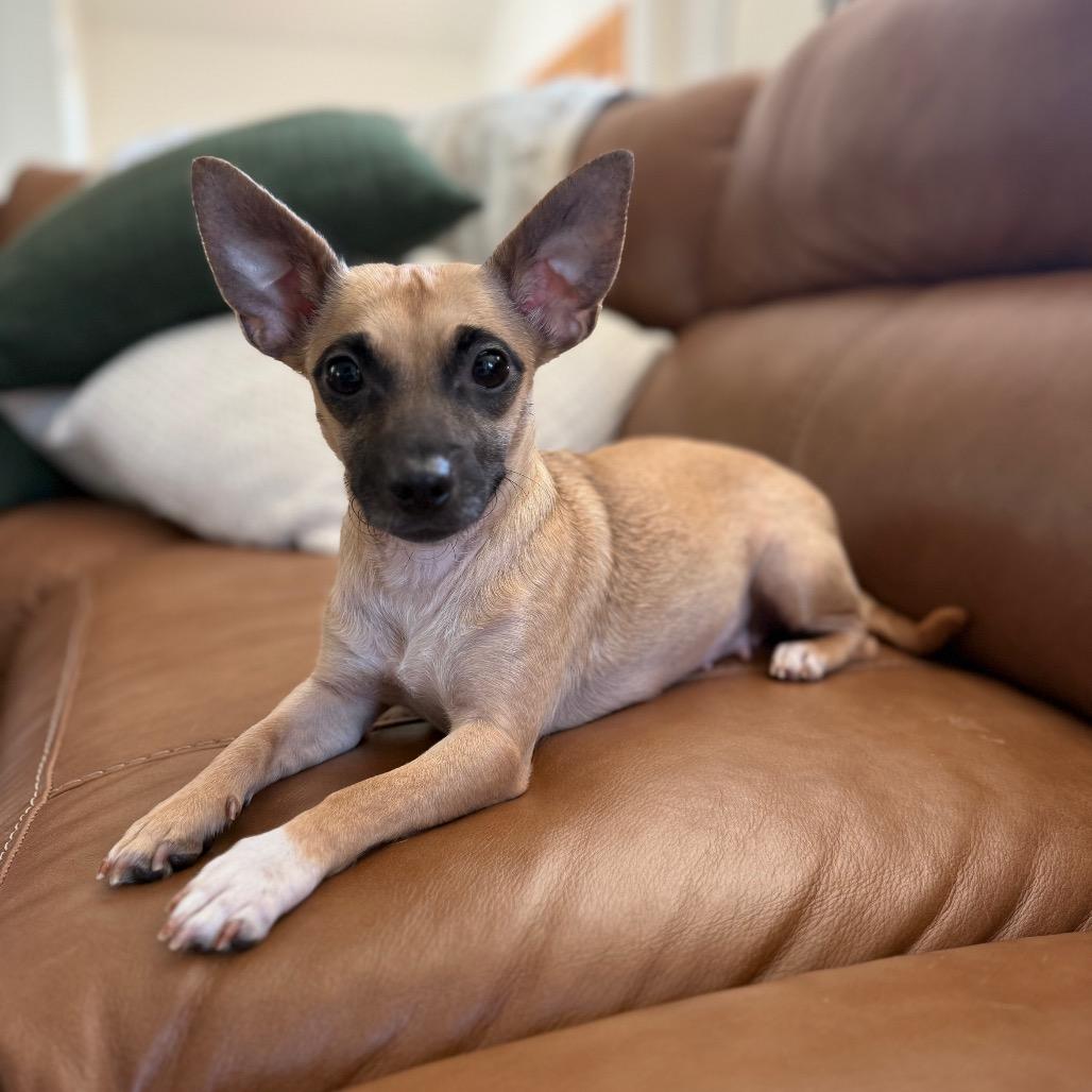 Enlarge Trixie (Mama), a Adoptable mixed breed in Sacramento, CA image 2/2