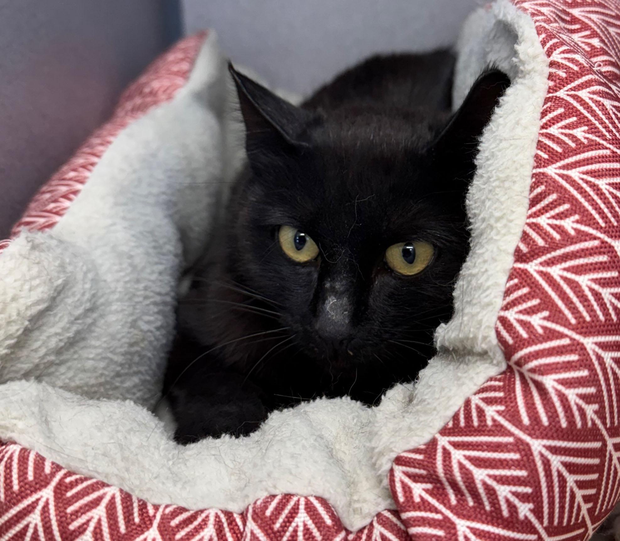Janis, ADOPTABLE, Young Female Domestic Short Hair.