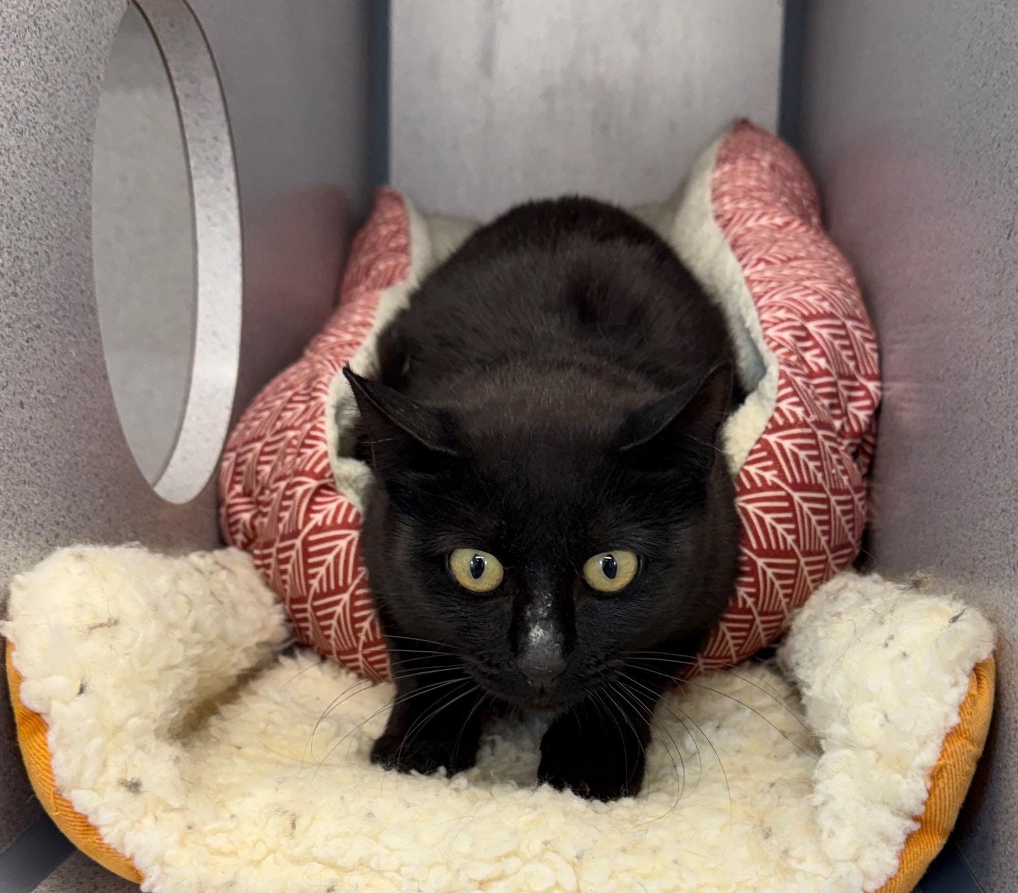 Enlarge Janis, a ADOPTABLE Domestic Short Hair in Gardnerville, NV image 2/2