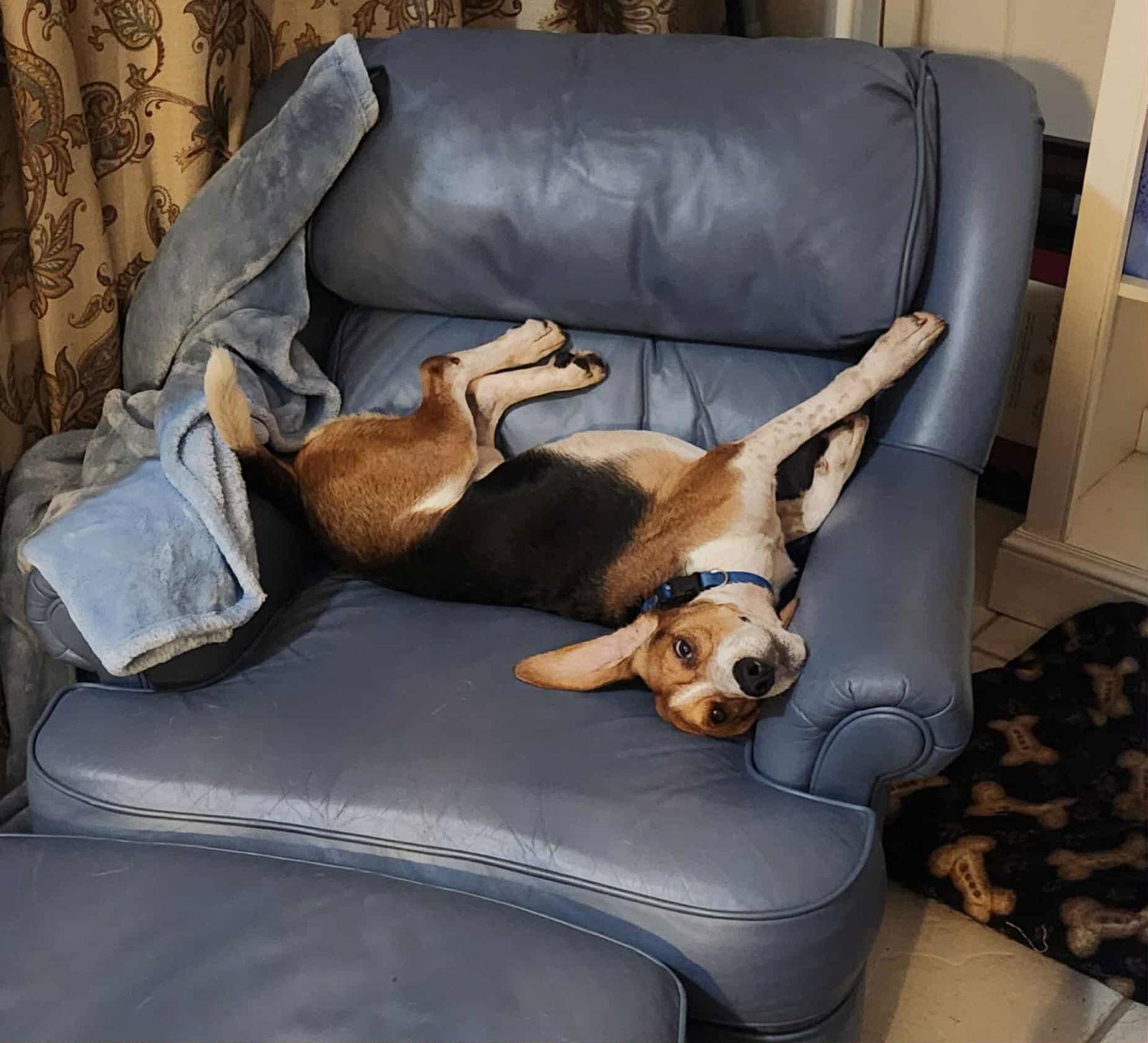 Sardine, Adoptable, Adult Male Beagle.