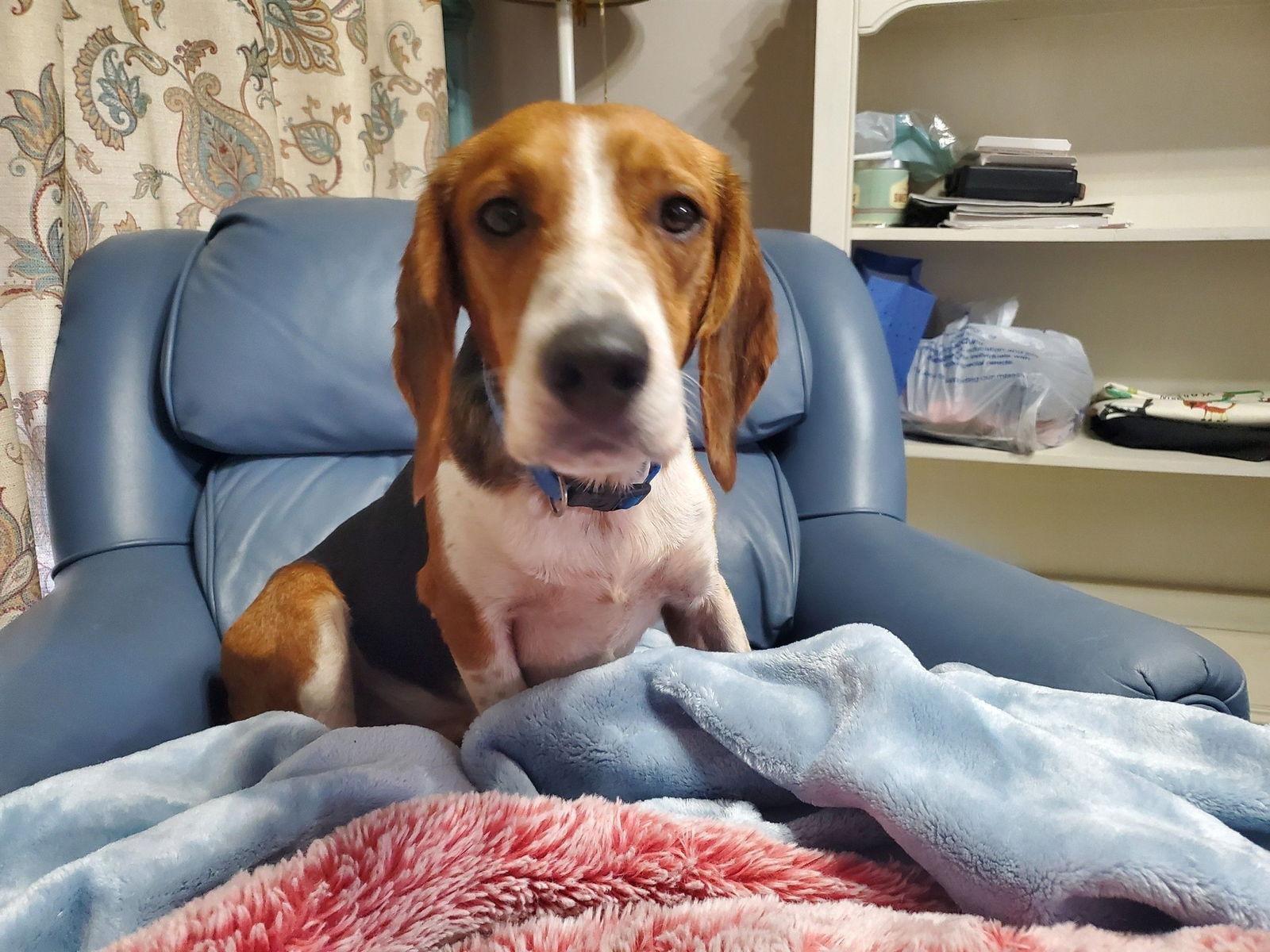Sardine, a Adoptable Beagle in Tampa, FL image 2/3