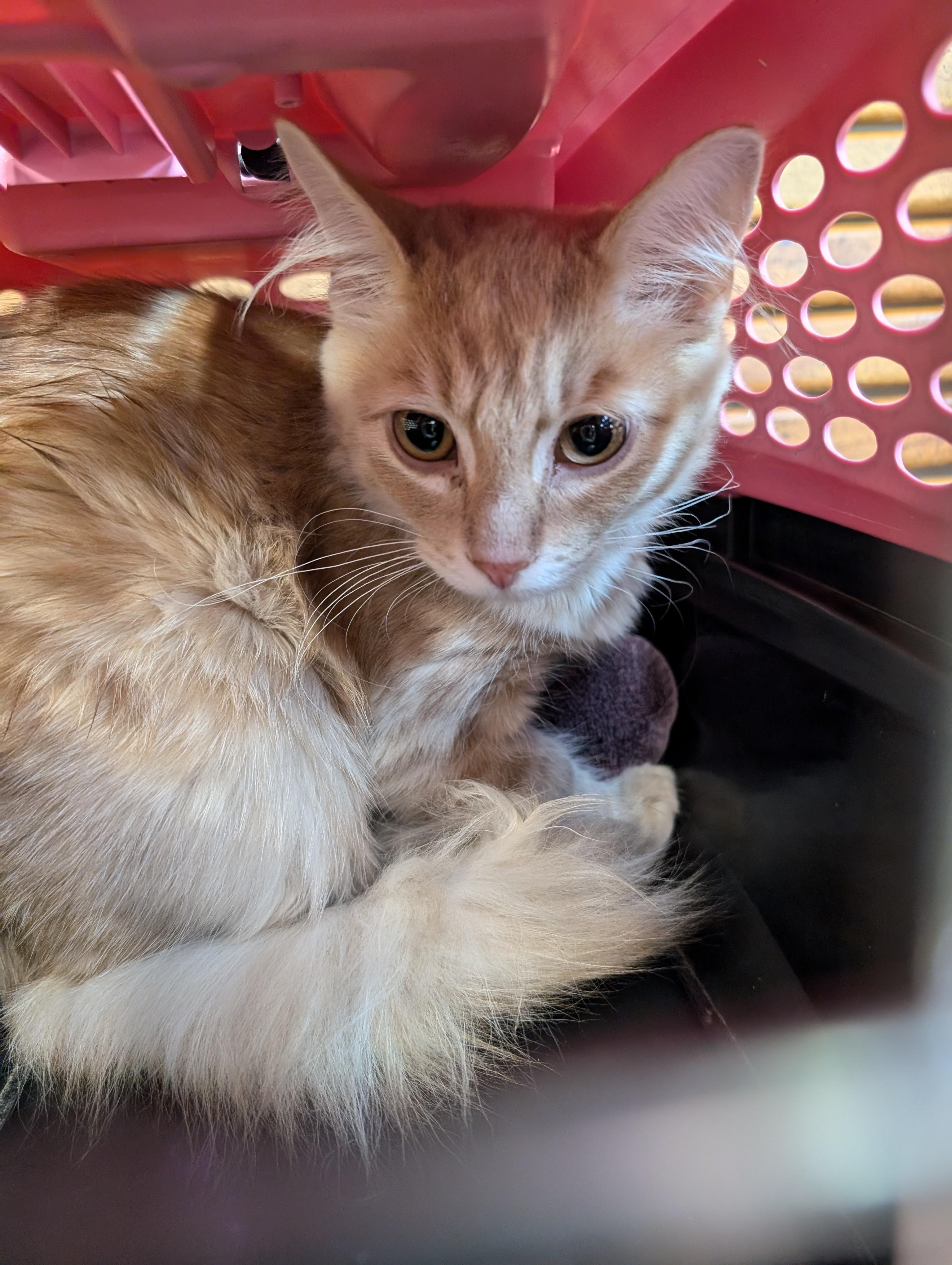 Wookie (AKA Fluff), a Adopted mixed breed in Cleburne, TX image 2/4