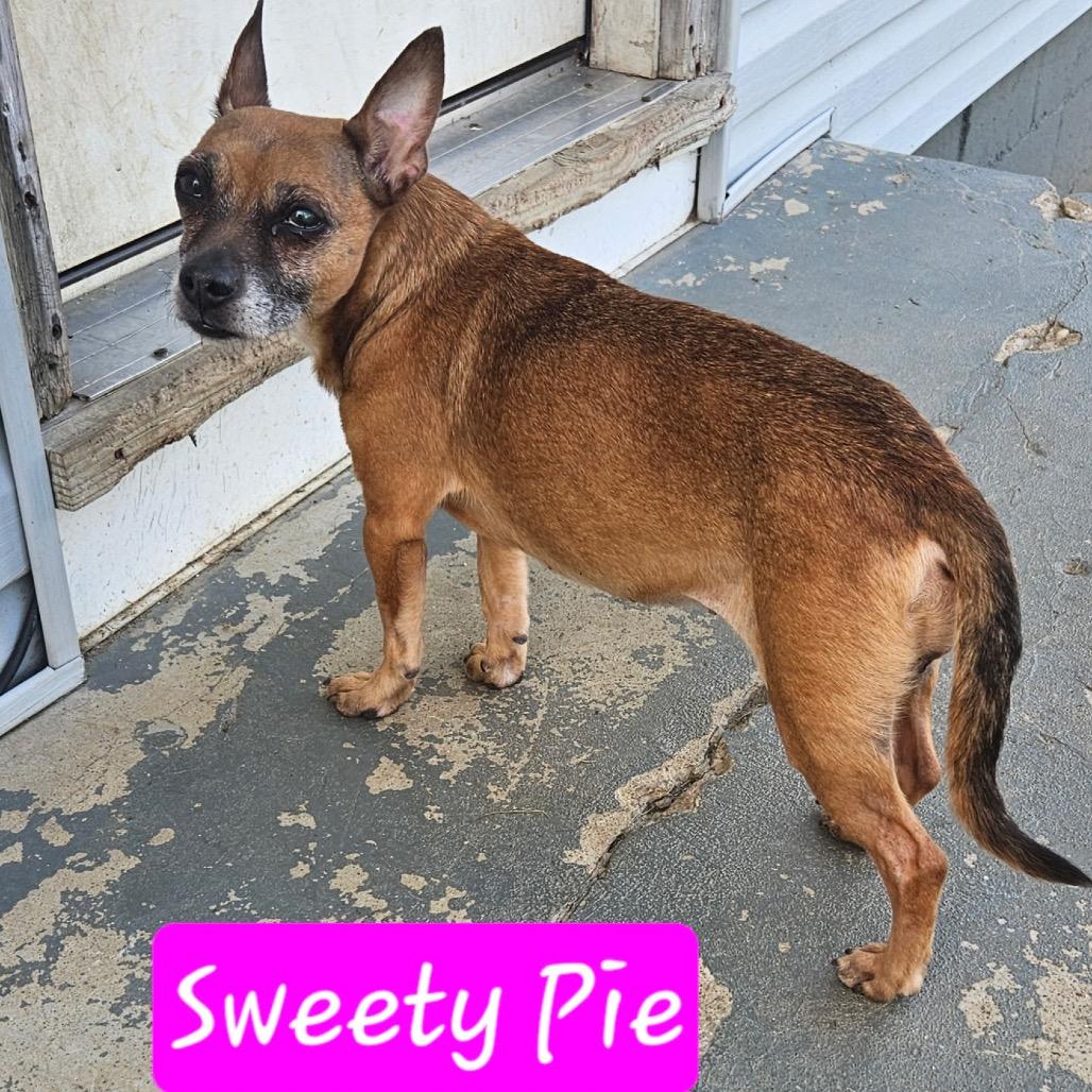 Enlarge Sweetie Pie, a Adoptable mixed breed in Lancaster, OH image 1/1