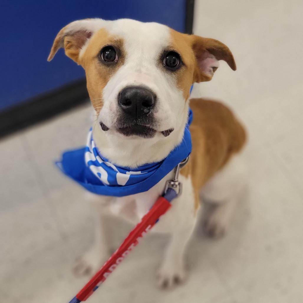Enlarge Kimchi, a Adoptable Terrier in Abilene, TX image 1/6