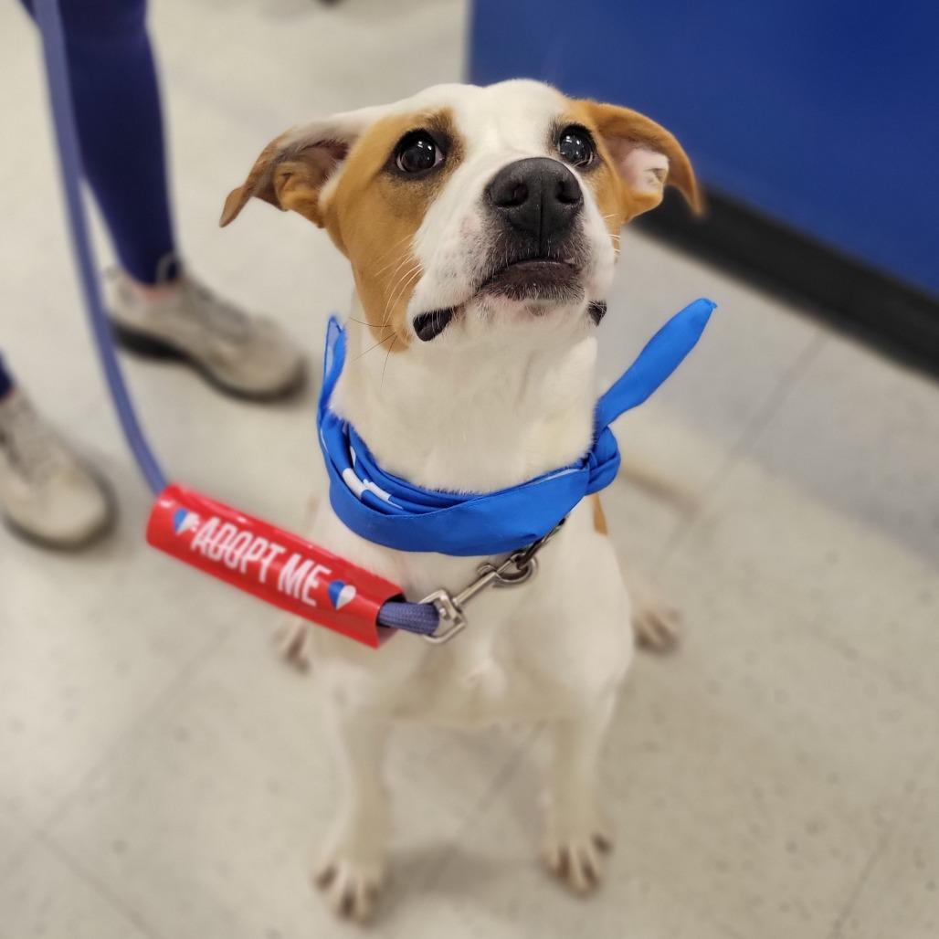 Enlarge Kimchi, a Adoptable Terrier in Abilene, TX image 2/6