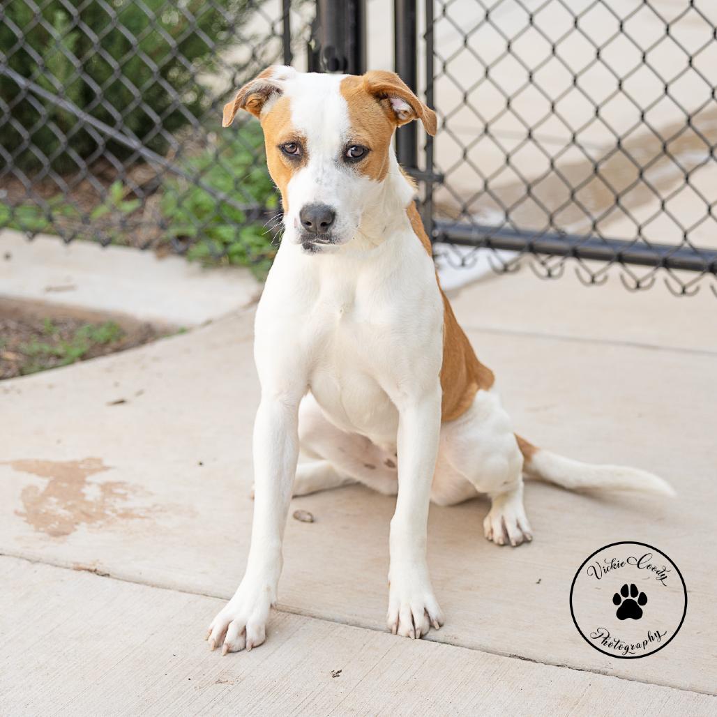 Enlarge Kimchi, a Adoptable Terrier in Abilene, TX image 3/6