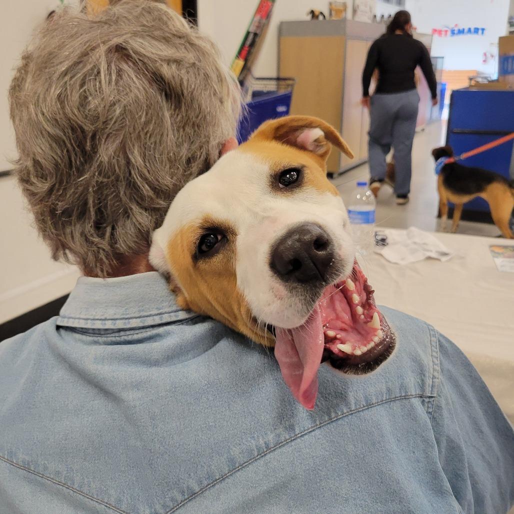 Enlarge Kimchi, a Adoptable Terrier in Abilene, TX image 4/6