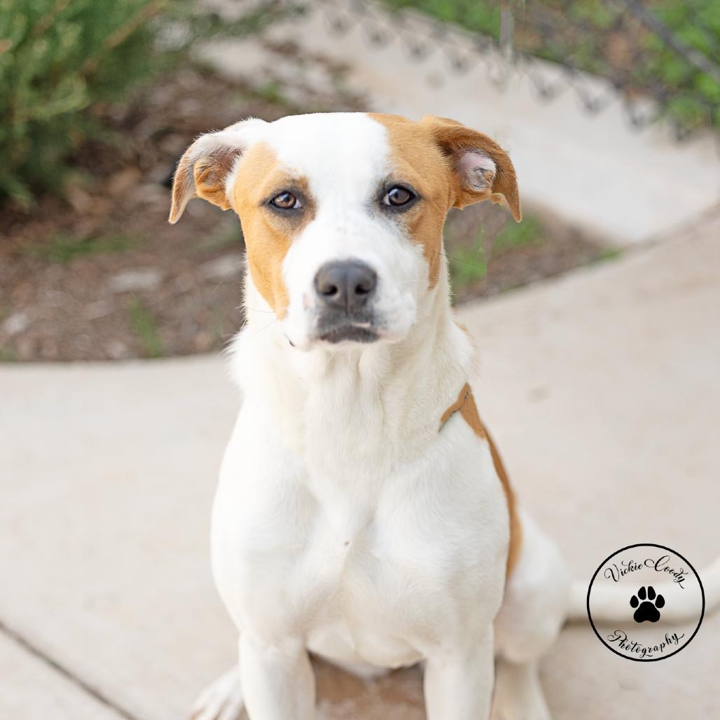 Enlarge Kimchi, a Adoptable Terrier in Abilene, TX image 5/6