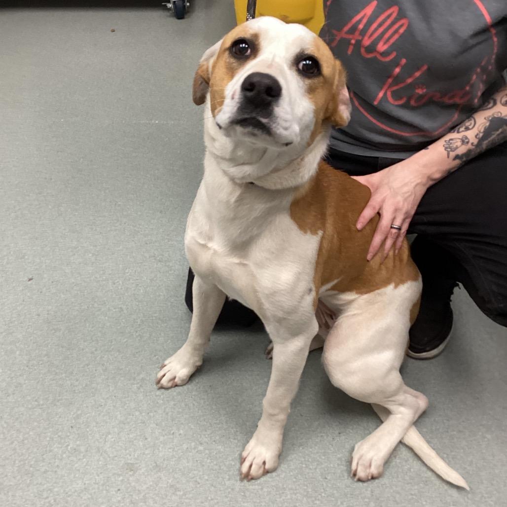 Enlarge Kimchi, a Adoptable Terrier in Abilene, TX image 6/6