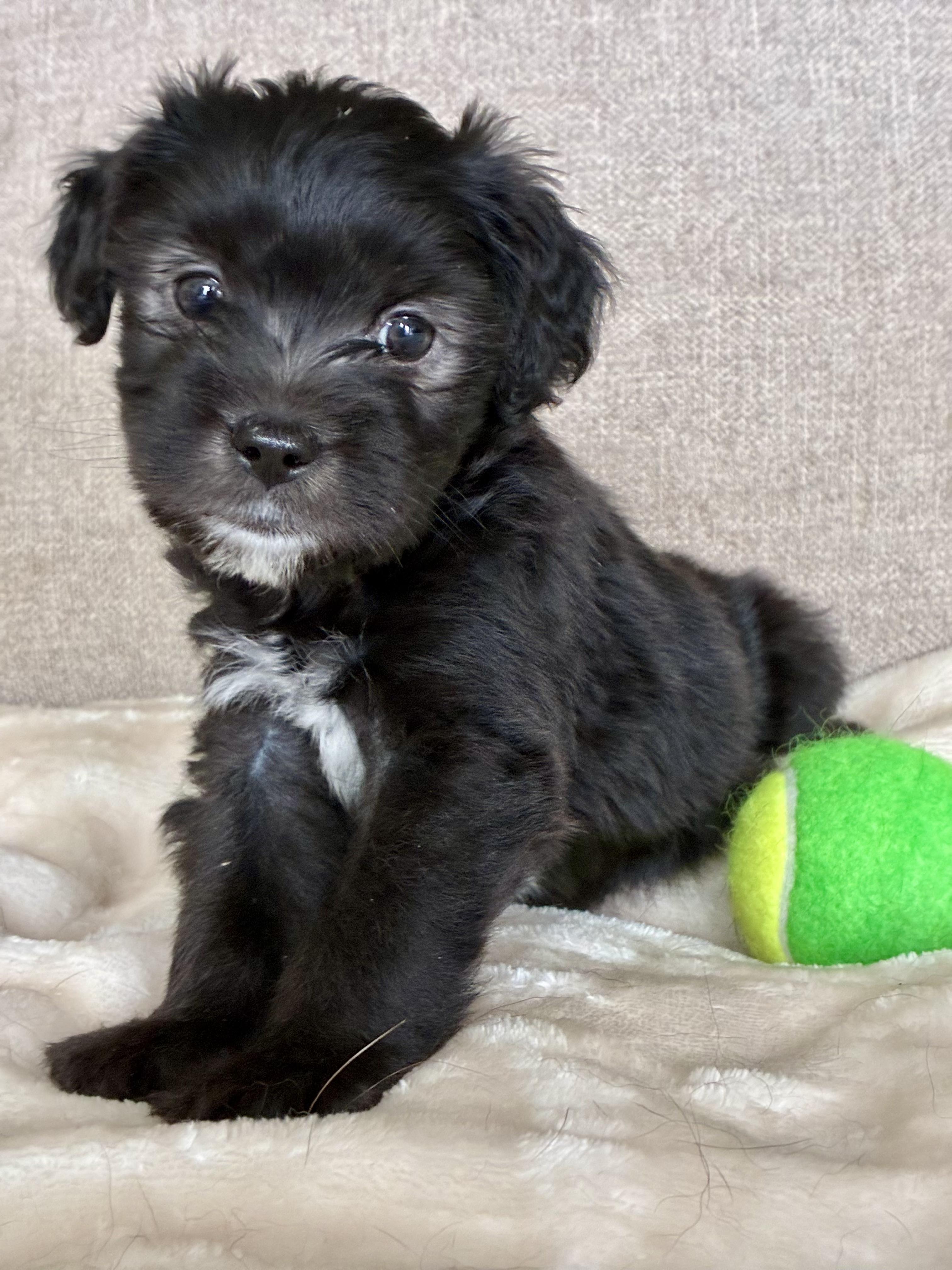 Enlarge Kenny Rogers, a Adoptable mixed breed in Rock Hill, SC image 3/5