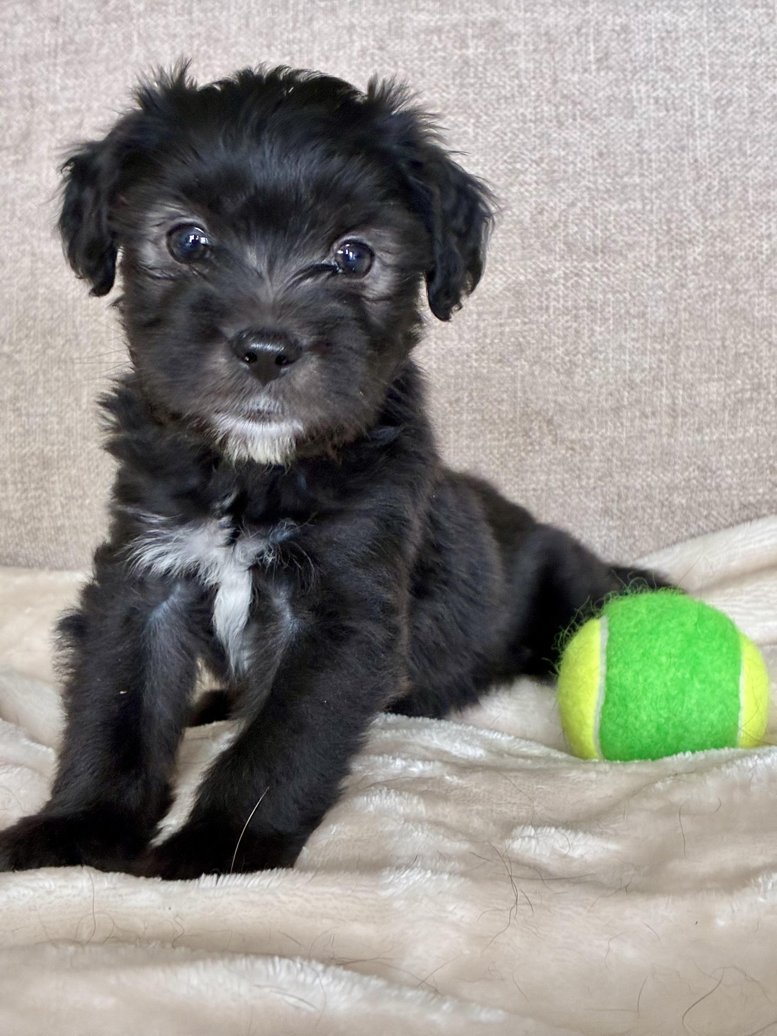 Enlarge Kenny Rogers, a Adoptable mixed breed in Rock Hill, SC image 2/5