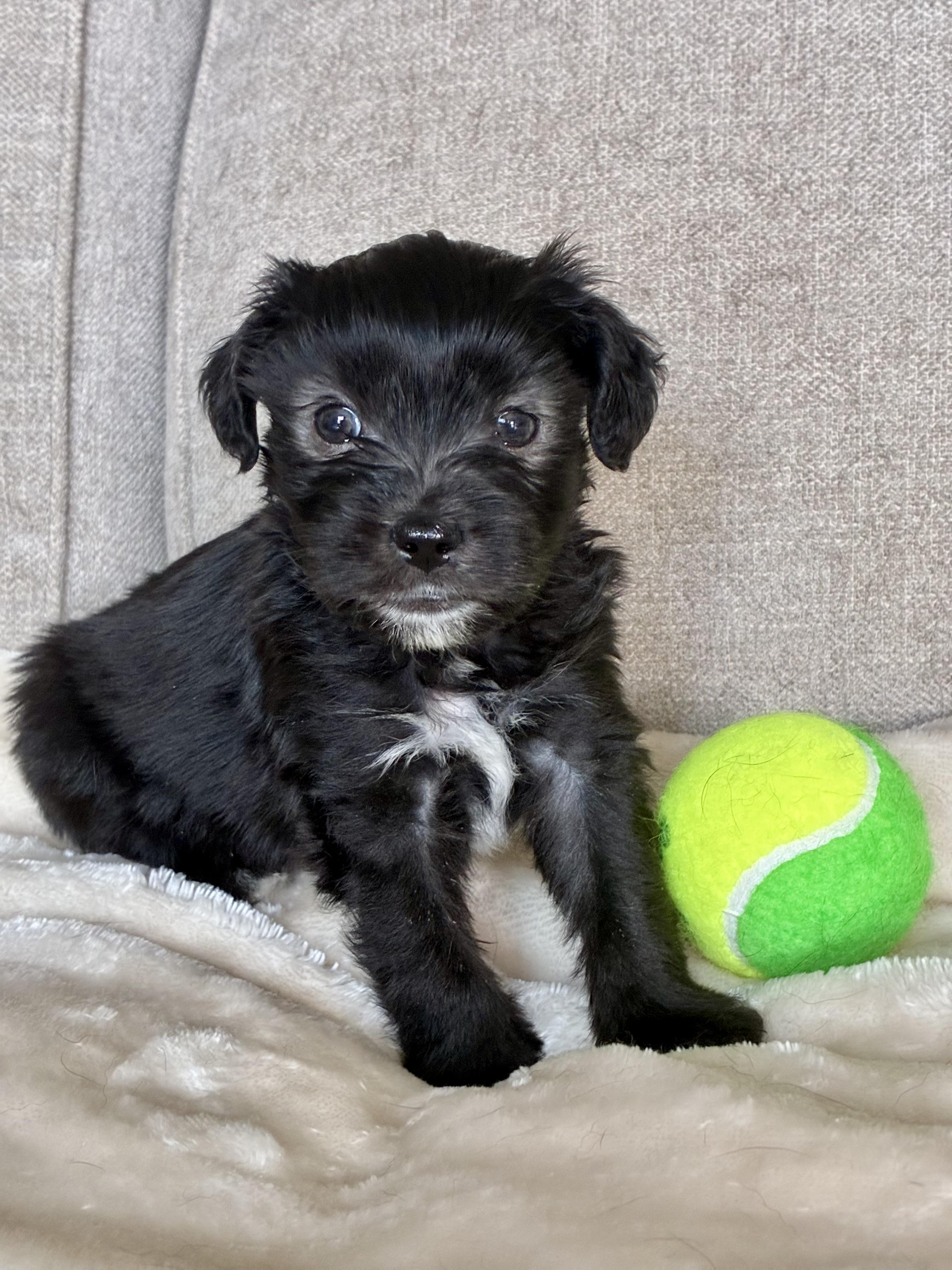 Enlarge Kenny Rogers, a Adoptable mixed breed in Rock Hill, SC image 4/5