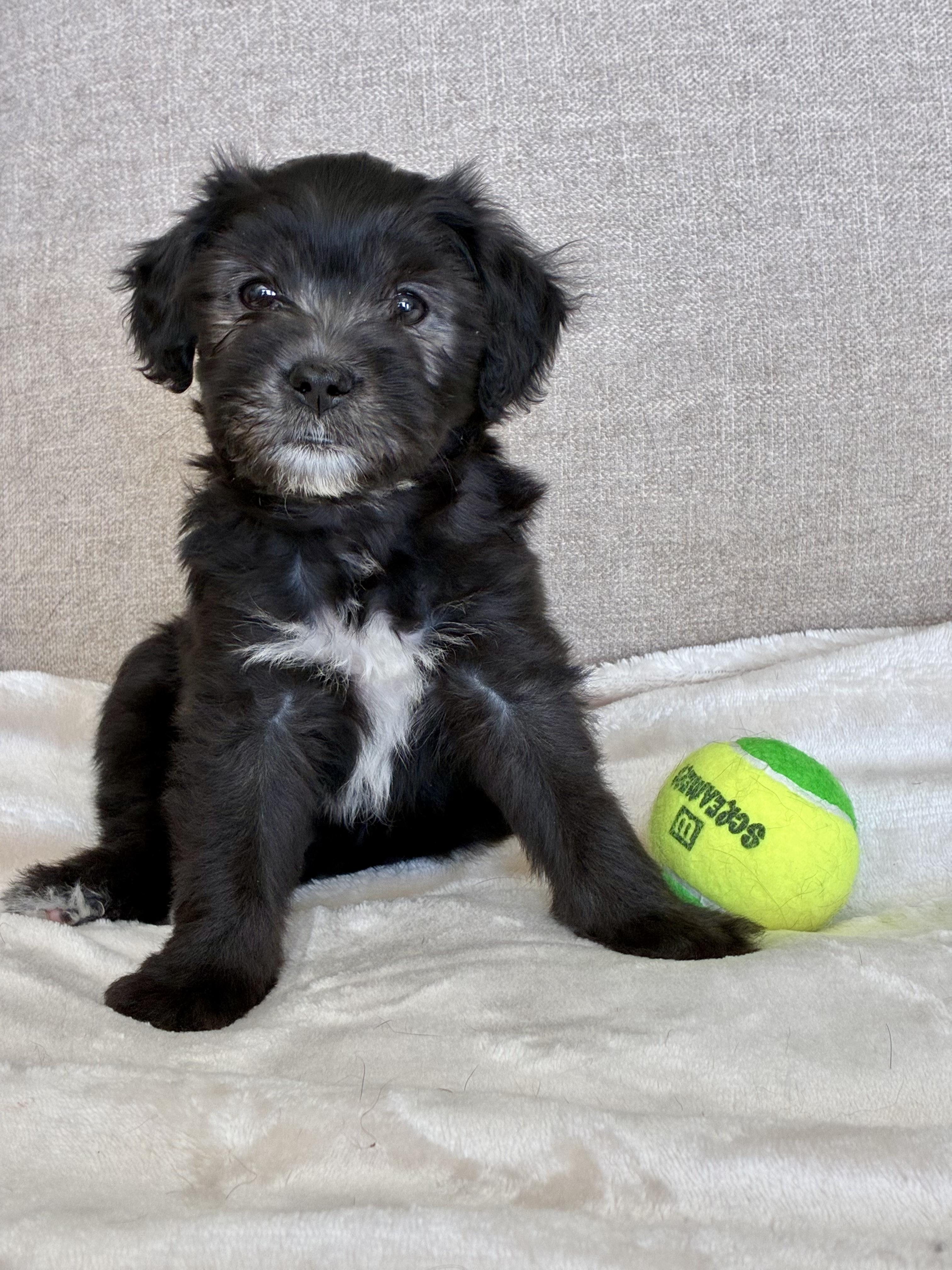 Enlarge Kenny Rogers, a Adoptable mixed breed in Rock Hill, SC image 1/5