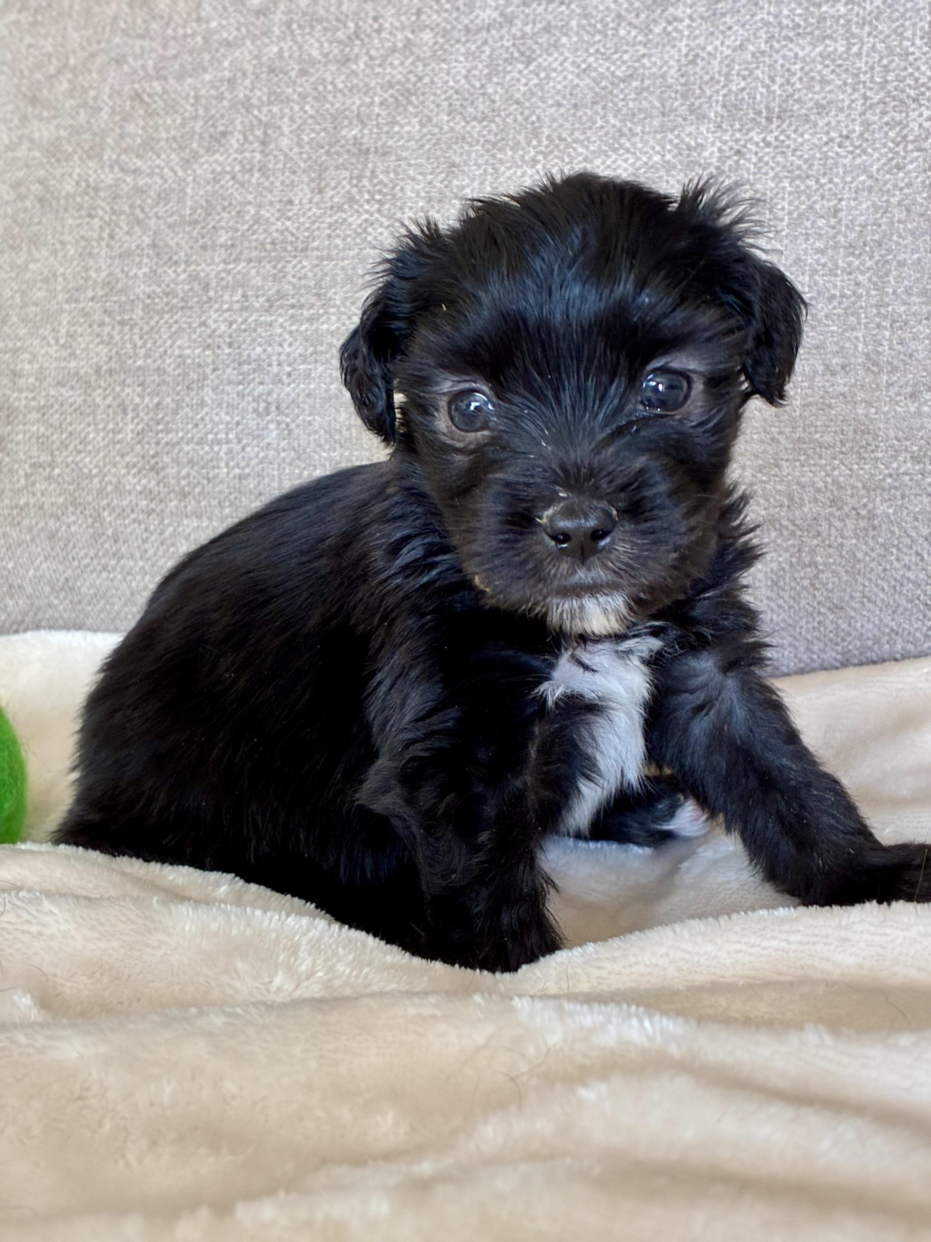 Enlarge Kenny Rogers, a Adoptable mixed breed in Rock Hill, SC image 5/5