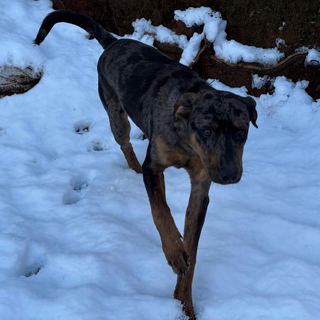 Mully, Adoptable, Young Male Catahoula Leopard Dog.