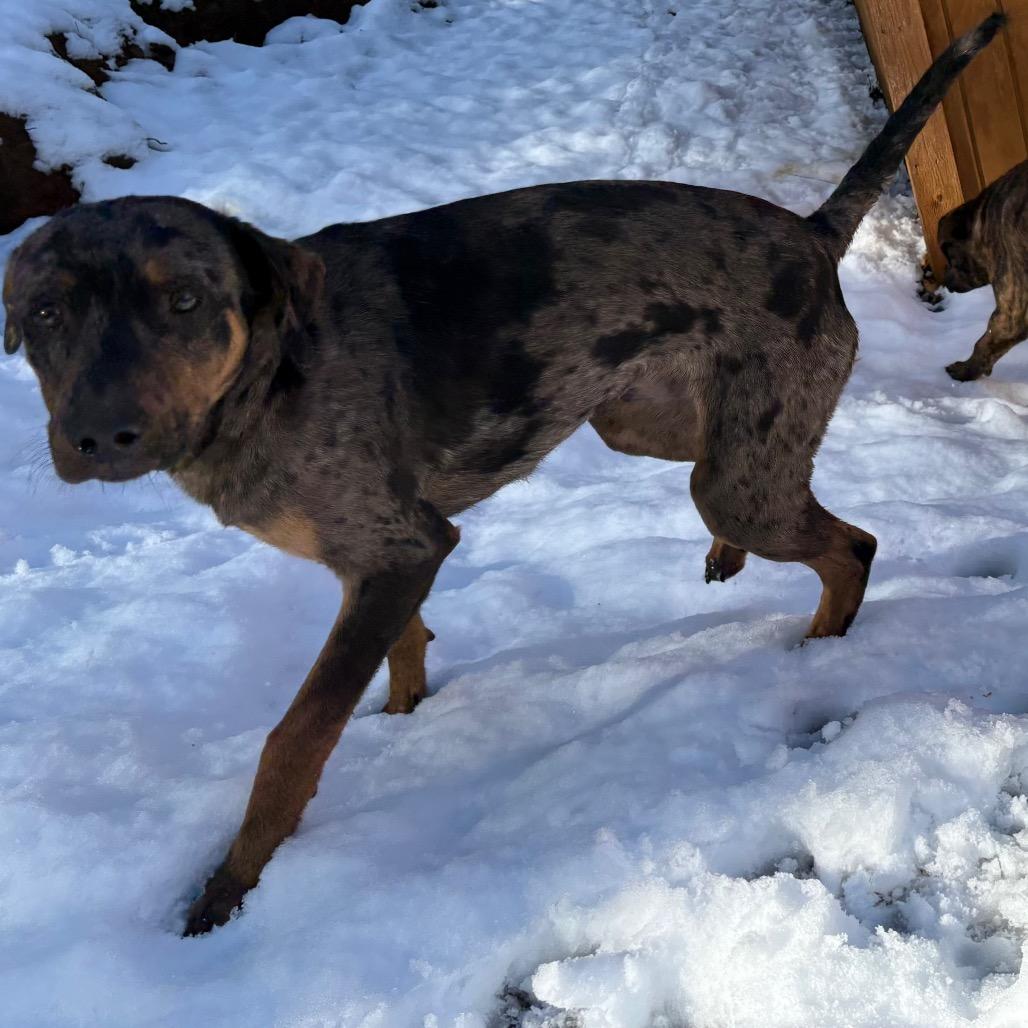 Enlarge Mully, a Adoptable Catahoula Leopard Dog in Lakehead, CA image 2/6