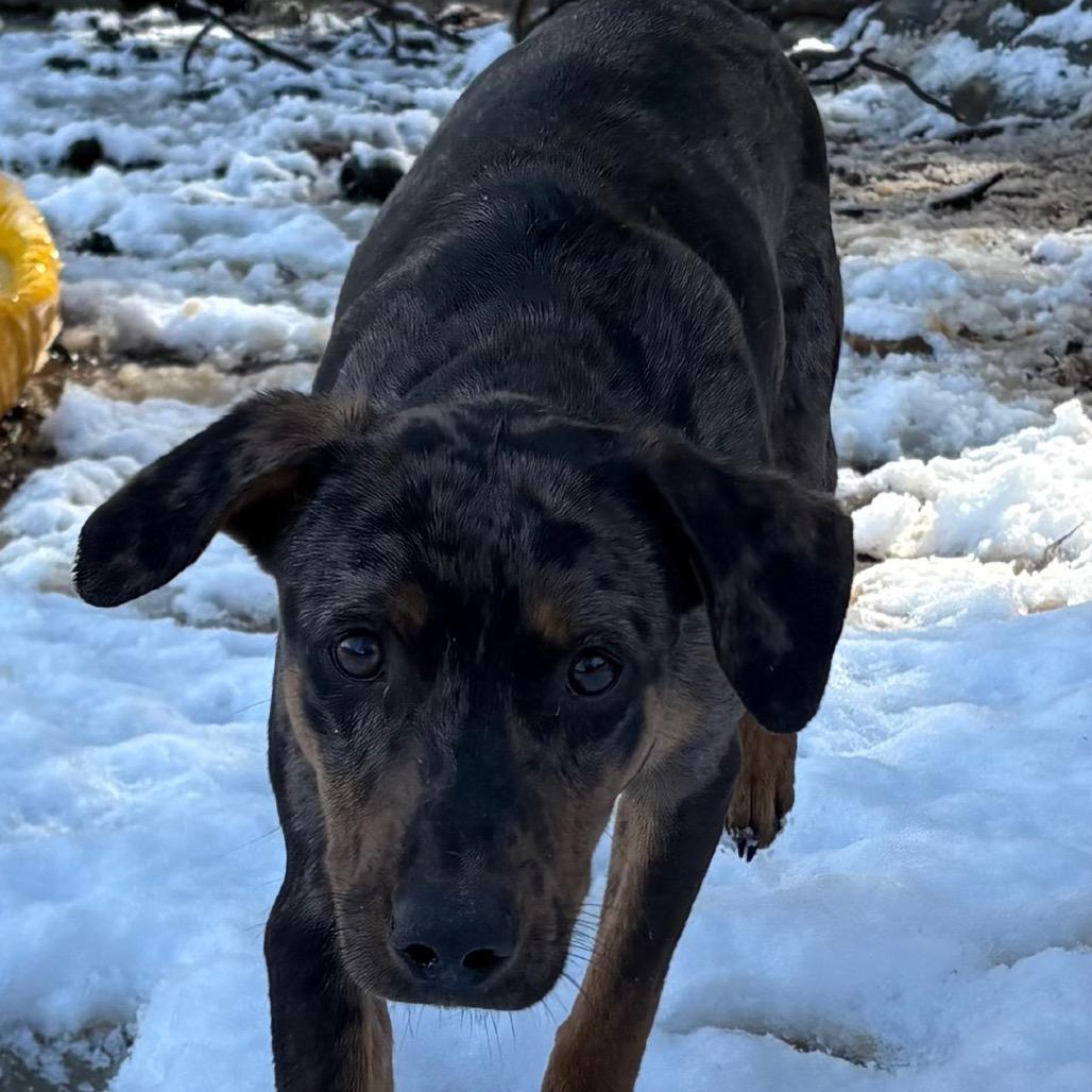 Enlarge Mully, a Adoptable Catahoula Leopard Dog in Lakehead, CA image 3/6