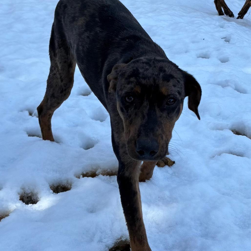 Enlarge Mully, a Adoptable Catahoula Leopard Dog in Lakehead, CA image 4/6