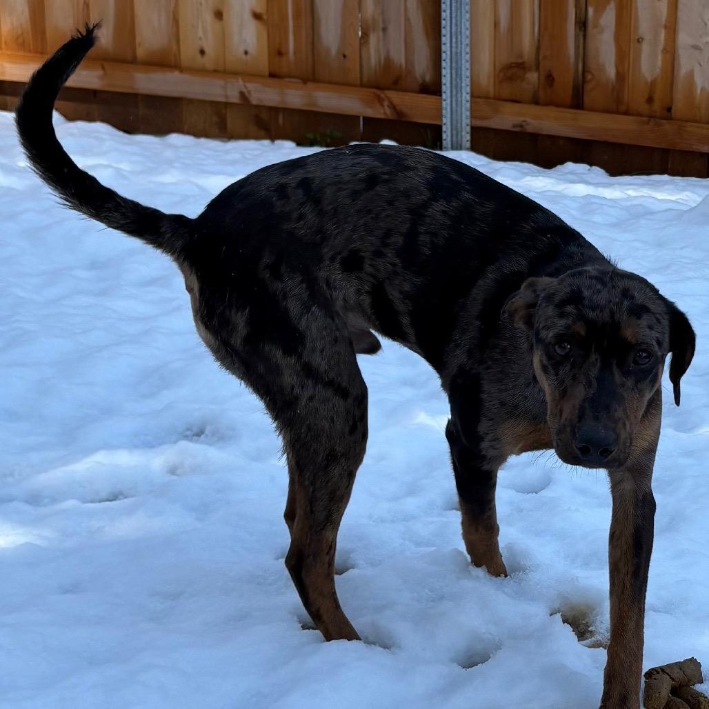 Enlarge Mully, a Adoptable Catahoula Leopard Dog in Lakehead, CA image 5/6