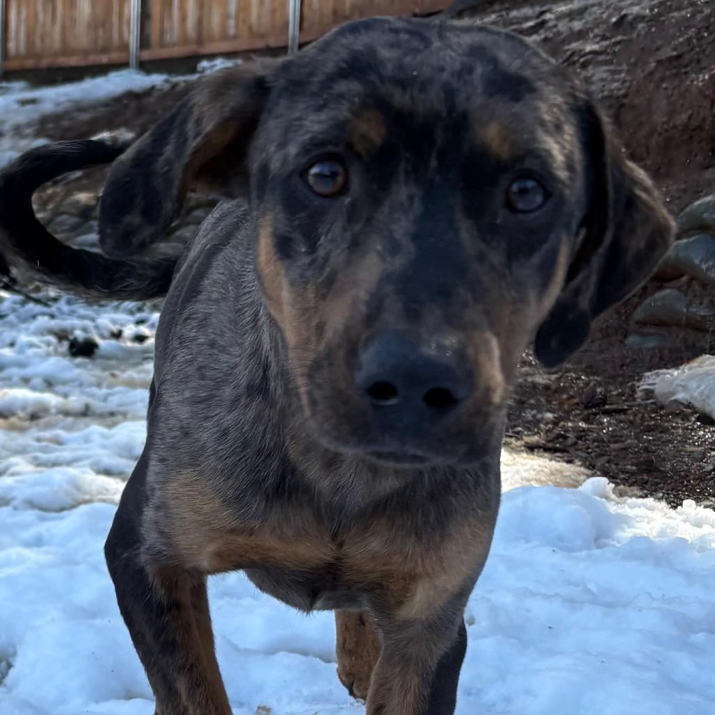 Enlarge Mully, a Adoptable Catahoula Leopard Dog in Lakehead, CA image 6/6