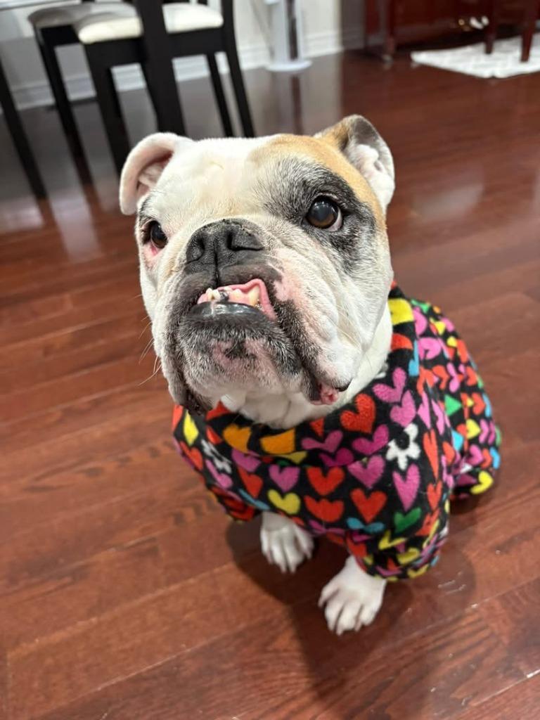 Ruthie, a Adoptable English Bulldog in Toronto, ON image 1/6