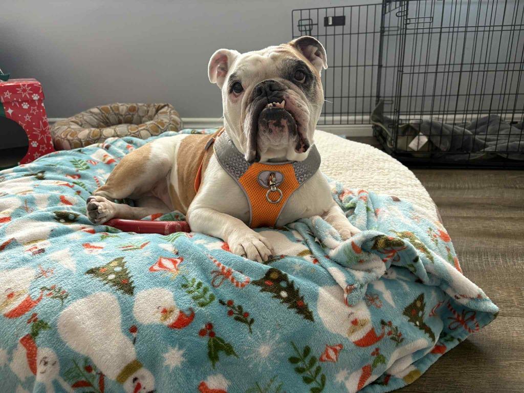 Ruthie, Adoptable, Adult Female English Bulldog.