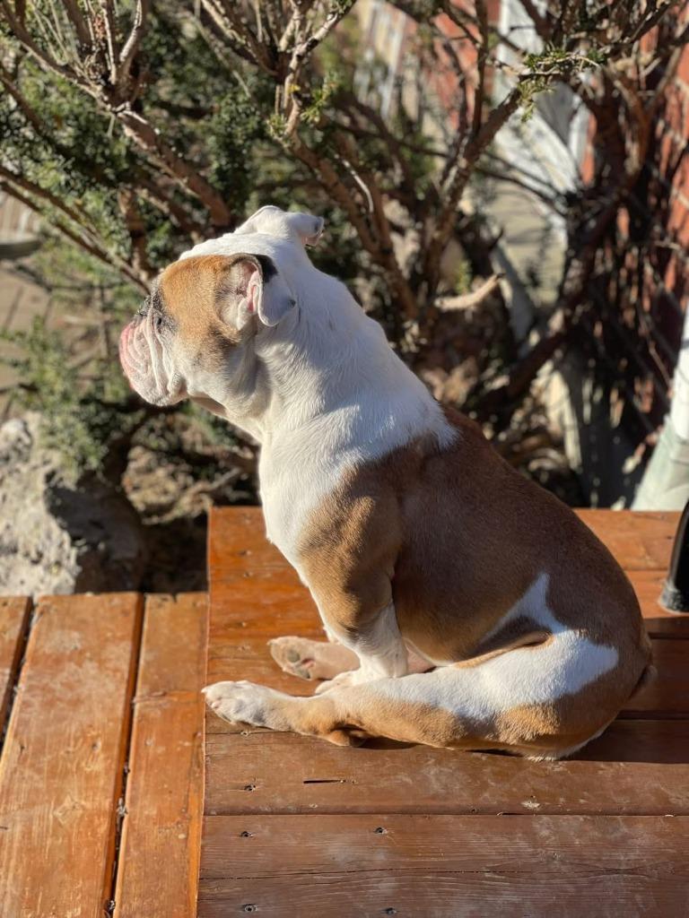Ruthie, a Adoptable English Bulldog in Toronto, ON image 3/6