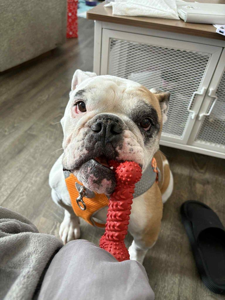 Ruthie, a Adoptable English Bulldog in Toronto, ON image 4/6