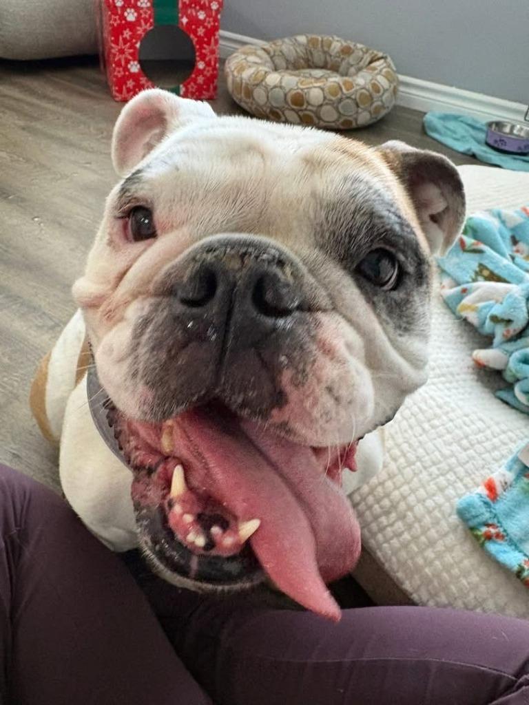Ruthie, a Adoptable English Bulldog in Toronto, ON image 5/6