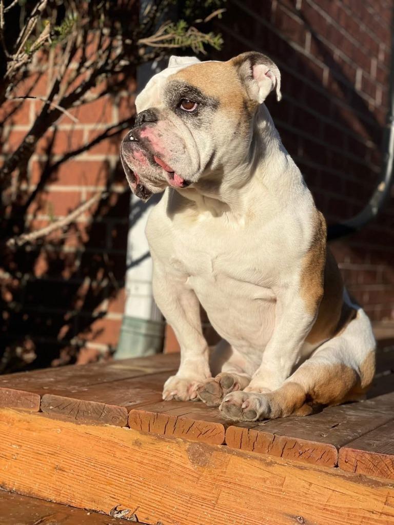 Ruthie, a Adoptable English Bulldog in Toronto, ON image 6/6