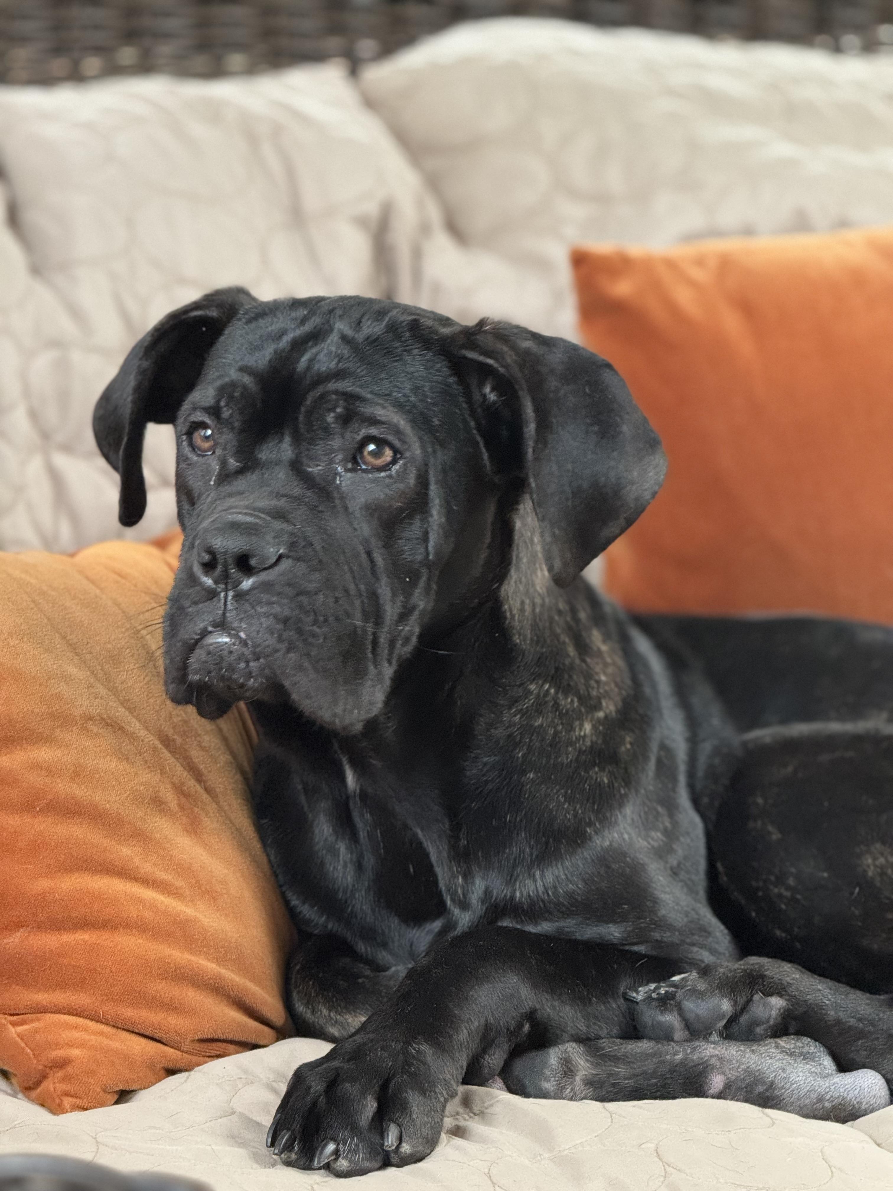 Kenna, an adopted mixed breed in Ballston Lake, NY image 2/5