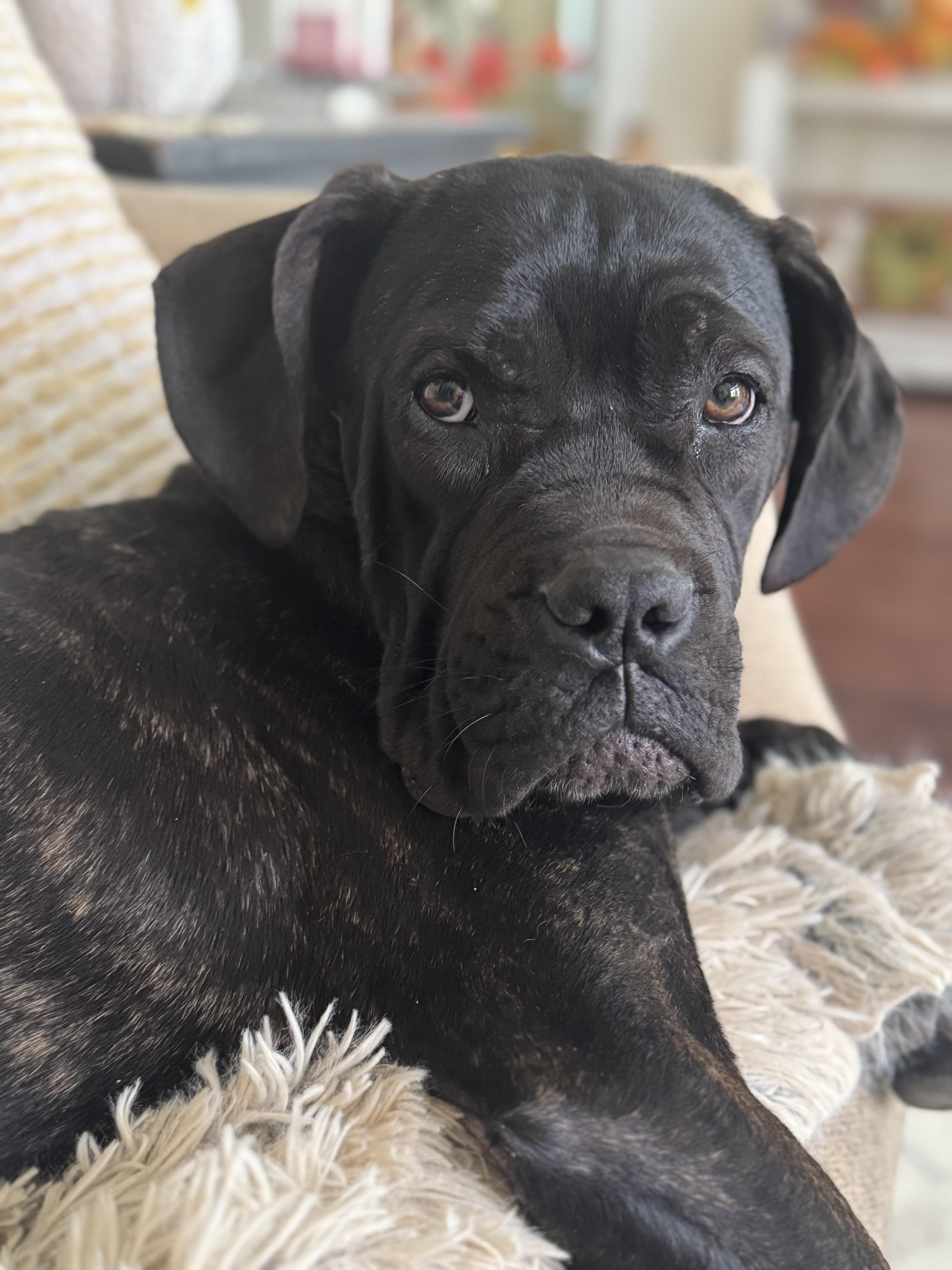 Kenna, adopted, Young Female Cane Corso & Great Dane.