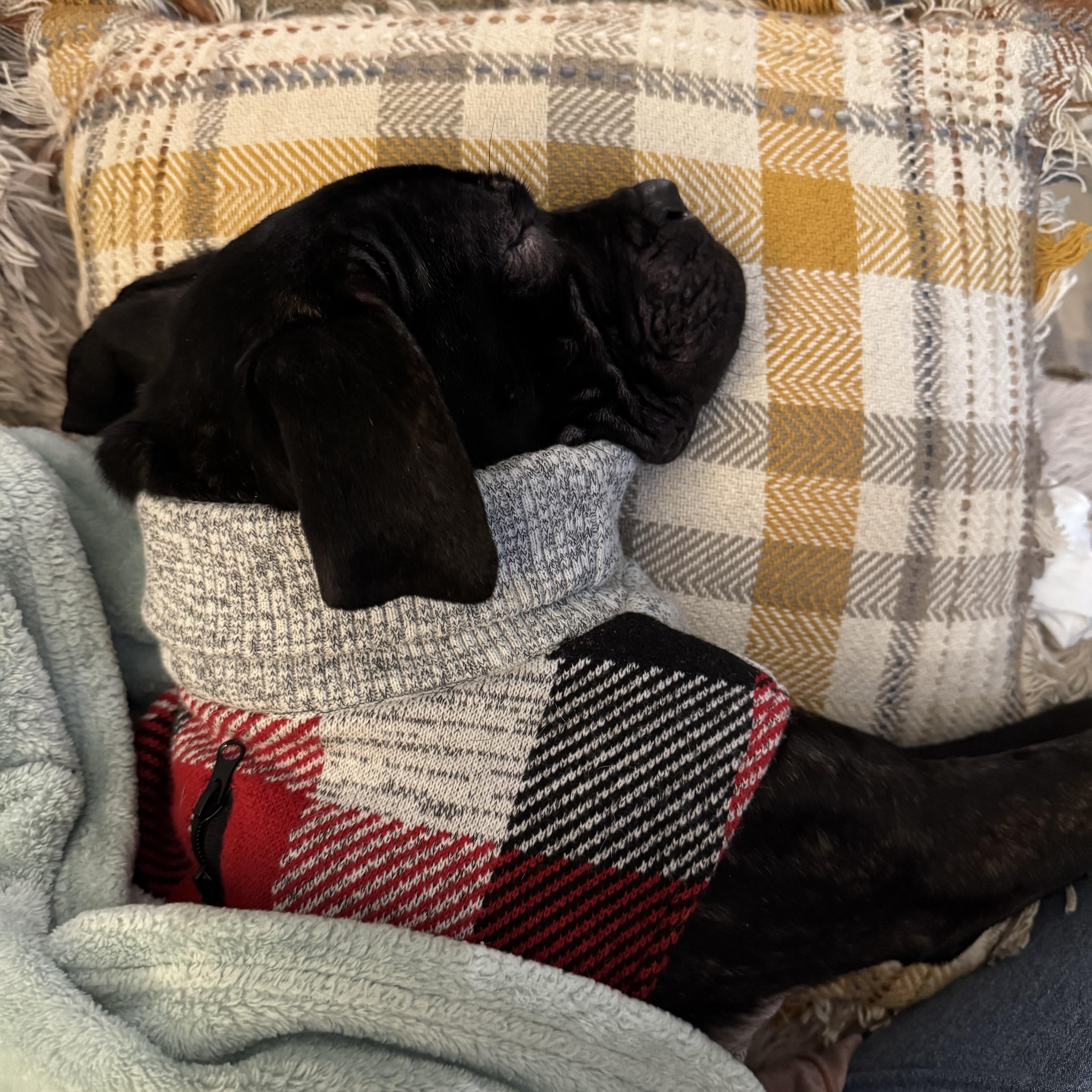 Kenna, an adopted mixed breed in Ballston Lake, NY image 5/5