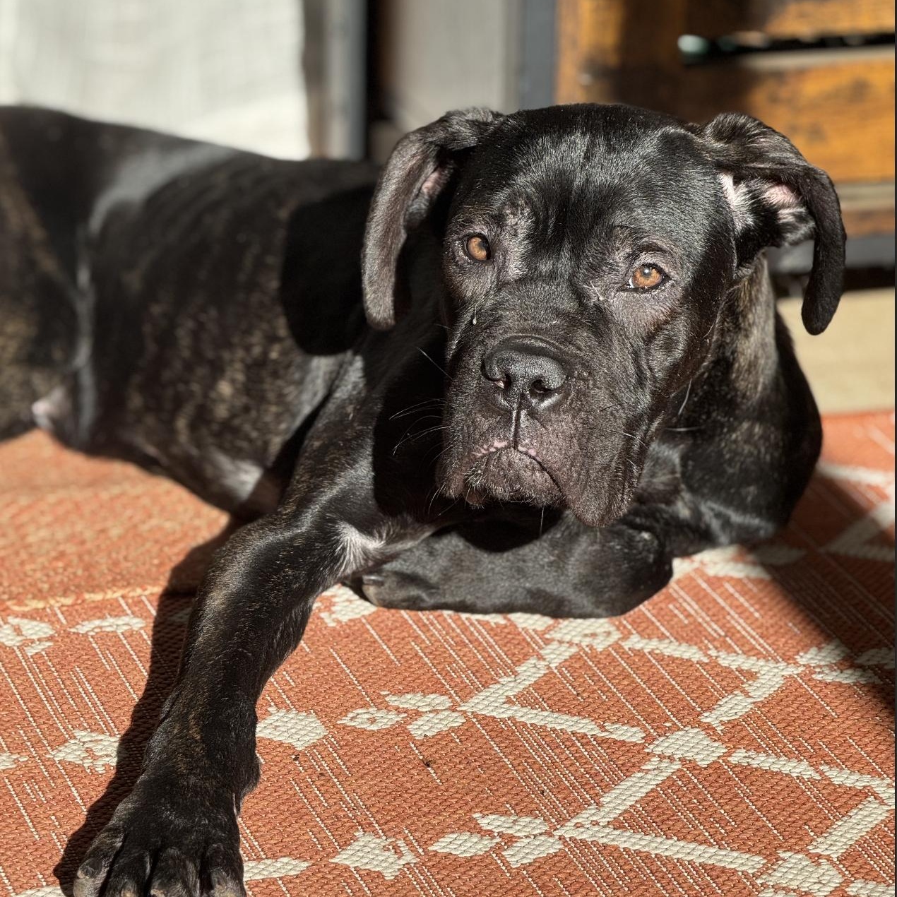 Kenna, an adopted mixed breed in Ballston Lake, NY image 4/5