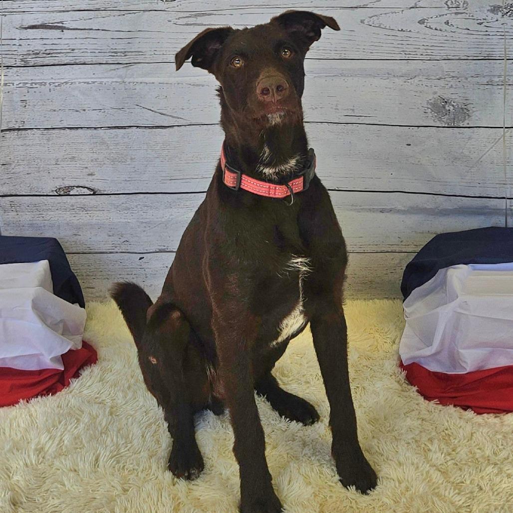 Enlarge Bo, a Adoptable mixed breed in Jasper, IN image 1/6