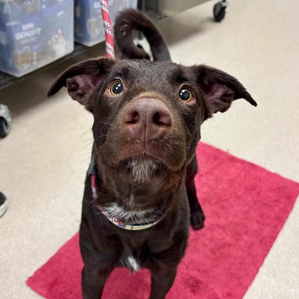 Enlarge Bo, a Adoptable mixed breed in Jasper, IN image 1/6