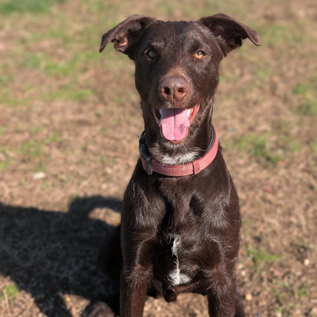 Bo, Adoptable, Adult Male Chocolate Labrador Retriever & Wirehaired Terrier.