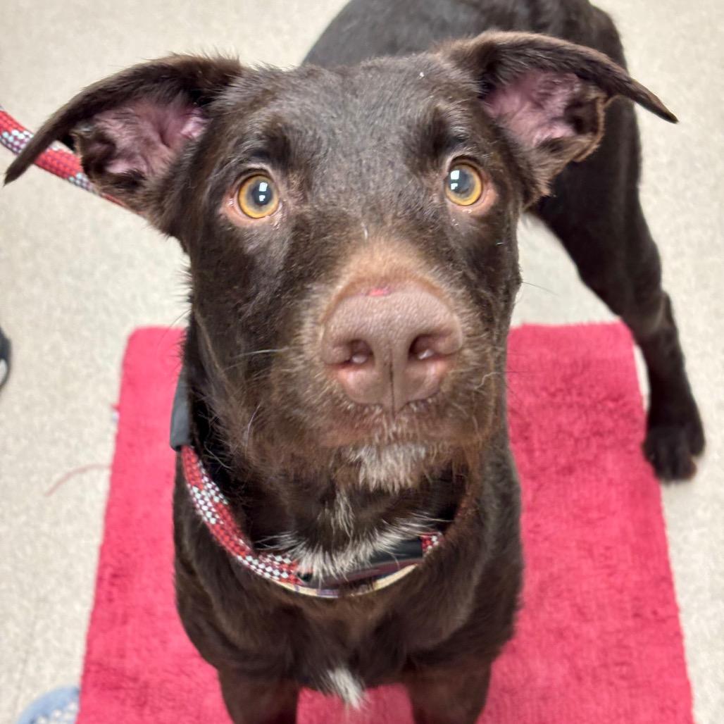Bo, Adoptable, Adult Male Wirehaired Terrier & Doberman Pinscher.