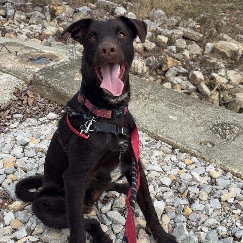 Enlarge Bo, a Adoptable mixed breed in Jasper, IN image 3/6