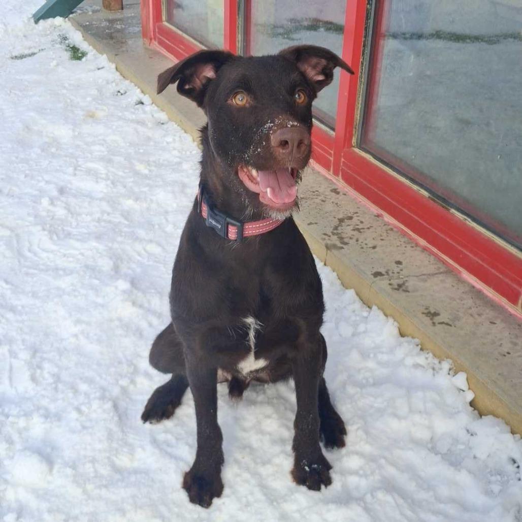 Enlarge Bo, a Adoptable mixed breed in Jasper, IN image 4/6