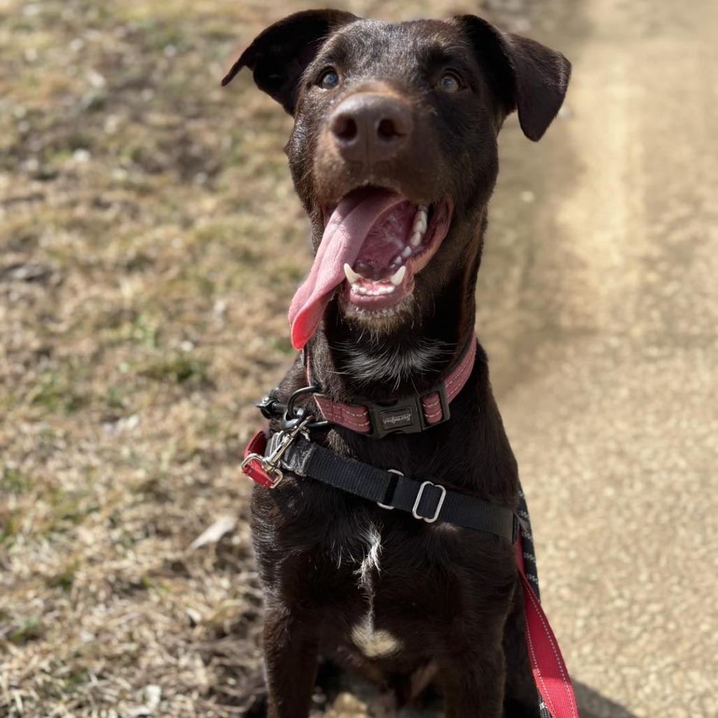 Enlarge Bo, a Adoptable mixed breed in Jasper, IN image 5/6