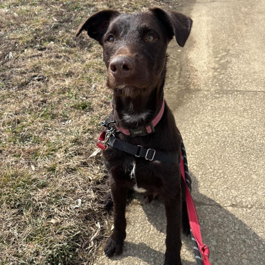 Enlarge Bo, a Adoptable mixed breed in Jasper, IN image 6/6