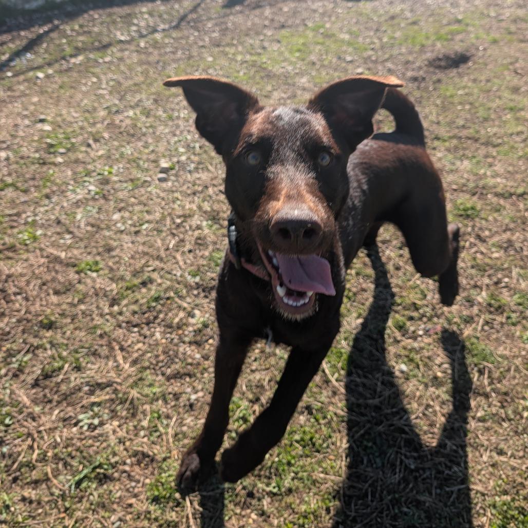 Bo, a Adoptable mixed breed in Jasper, IN image 6/6