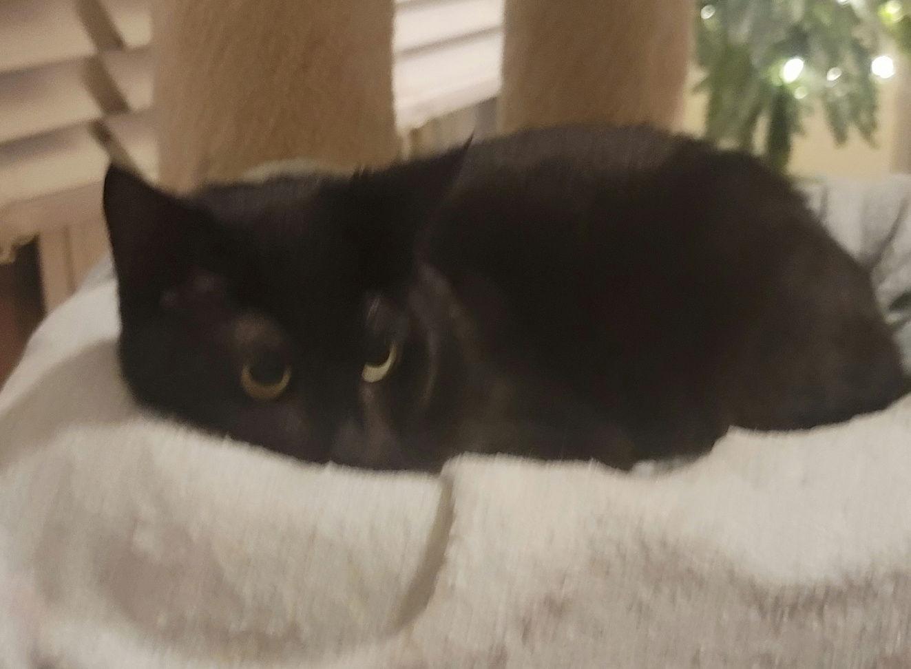 Mikey, Adoptable, Young Male Domestic Medium Hair.