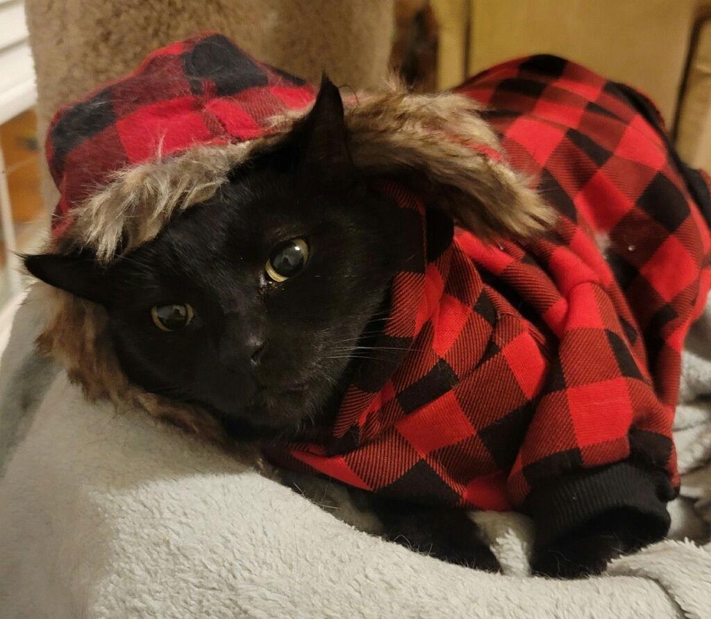 Mikey, a Adoptable Domestic Medium Hair in Versailles, KY image 2/2