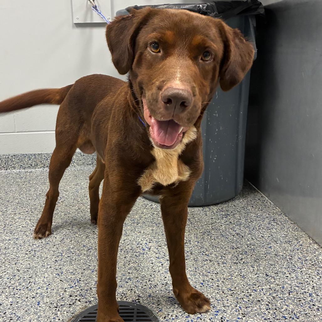 Charlie, Adoptable, Adult Male Mixed Breed.