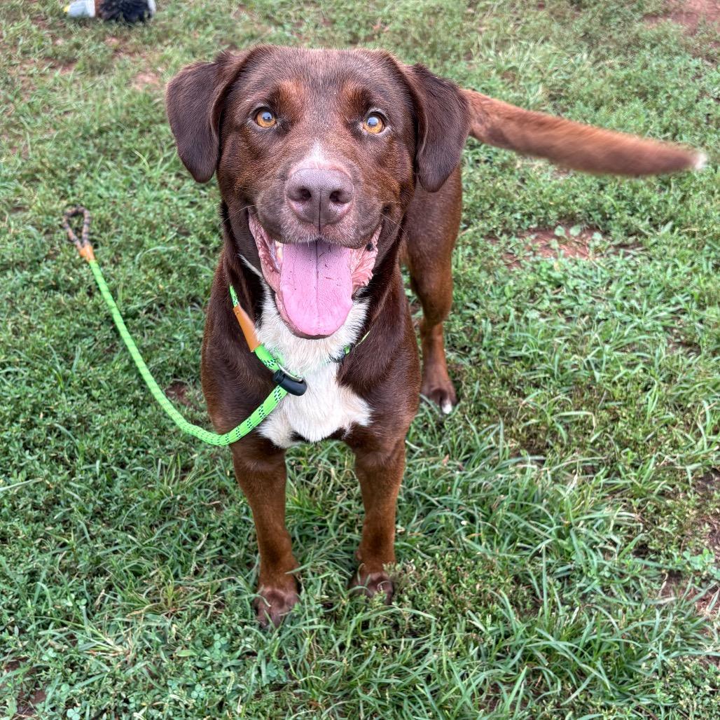 Enlarge Charlie, a Adoptable Mixed Breed in Greenville, SC image 2/3