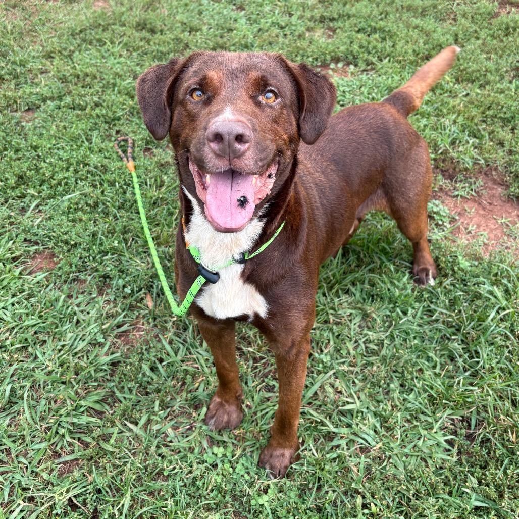 Enlarge Charlie, a Adoptable Mixed Breed in Greenville, SC image 3/3